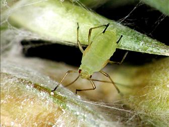 Laboratoire d'expertise et de diagnostic en phytoprotection - MAPAQ