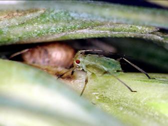 Laboratoire d'expertise et de diagnostic en phytoprotection - MAPAQ