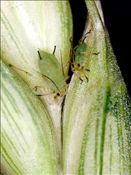 Laboratoire d'expertise et de diagnostic en phytoprotection - MAPAQ