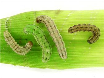 Laboratoire d'expertise et de diagnostic en phytoprotection - MAPAQ