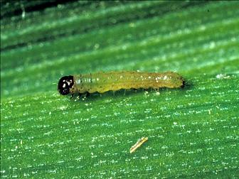 Laboratoire d'expertise et de diagnostic en phytoprotection - MAPAQ