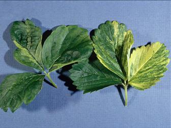 Laboratoire d'expertise et de diagnostic en phytoprotection - MAPAQ
