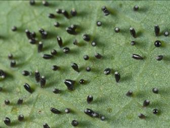 Laboratoire d'expertise et de diagnostic en phytoprotection - MAPAQ