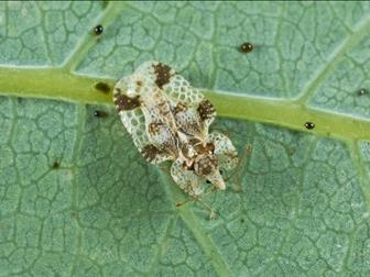 Laboratoire d'expertise et de diagnostic en phytoprotection - MAPAQ