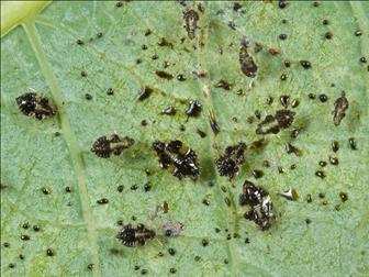 Laboratoire d'expertise et de diagnostic en phytoprotection - MAPAQ