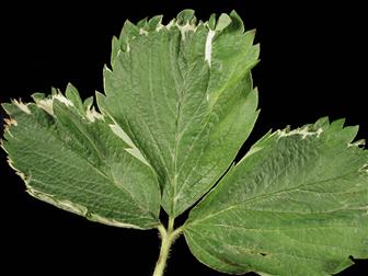 Laboratoire d'expertise et de diagnostic en phytoprotection - MAPAQ