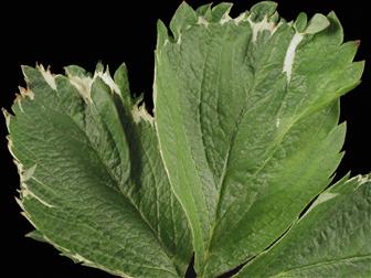 Laboratoire d'expertise et de diagnostic en phytoprotection - MAPAQ