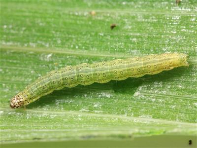 Laboratoire d'expertise et de diagnostic en phytoprotection - MAPAQ