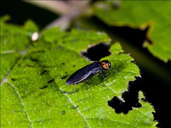 Laboratoire d'expertise et de diagnostic en phytoprotection - MAPAQ