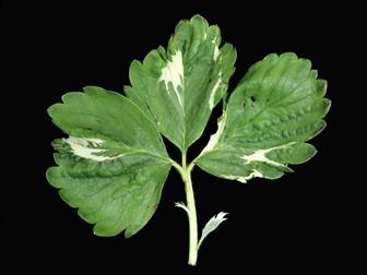 Laboratoire d'expertise et de diagnostic en phytoprotection - MAPAQ
