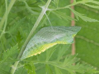 Laboratoire d'expertise et de diagnostic en phytoprotection - MAPAQ