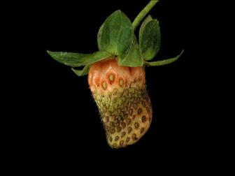 Laboratoire d'expertise et de diagnostic en phytoprotection - MAPAQ