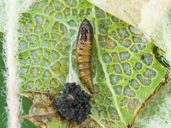 Laboratoire d'expertise et de diagnostic en phytoprotection - MAPAQ