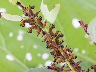 Laboratoire d'expertise et de diagnostic en phytoprotection - MAPAQ