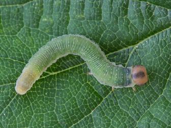 Laboratoire d'expertise et de diagnostic en phytoprotection - MAPAQ