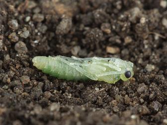Laboratoire d'expertise et de diagnostic en phytoprotection - MAPAQ