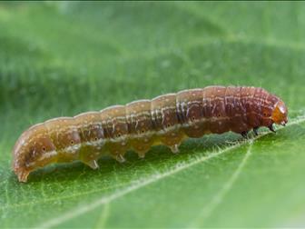 Laboratoire d'expertise et de diagnostic en phytoprotection - MAPAQ