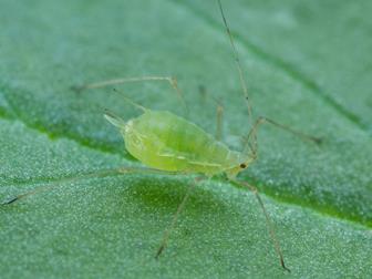 Laboratoire d'expertise et de diagnostic en phytoprotection - MAPAQ