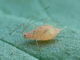 Laboratoire d'expertise et de diagnostic en phytoprotection - MAPAQ