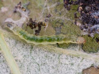 Laboratoire d'expertise et de diagnostic en phytoprotection - MAPAQ