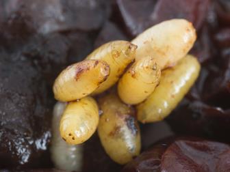Laboratoire d'expertise et de diagnostic en phytoprotection - MAPAQ