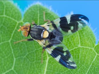 Laboratoire d'expertise et de diagnostic en phytoprotection - MAPAQ