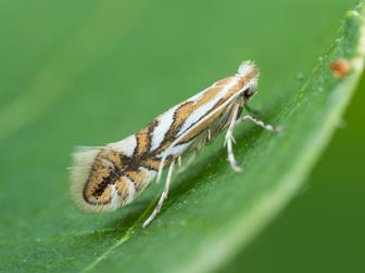 Laboratoire d'expertise et de diagnostic en phytoprotection - MAPAQ