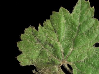 Laboratoire d'expertise et de diagnostic en phytoprotection - MAPAQ