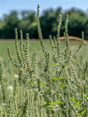 Laboratoire d'expertise et de diagnostic en phytoprotection - MAPAQ