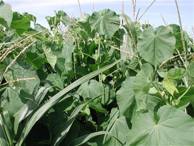 Laboratoire d'expertise et de diagnostic en phytoprotection - MAPAQ