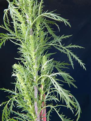 Laboratoire d'expertise et de diagnostic en phytoprotection - MAPAQ