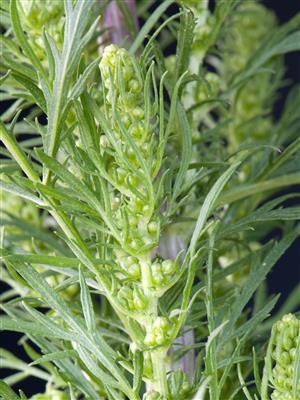 Laboratoire d'expertise et de diagnostic en phytoprotection - MAPAQ