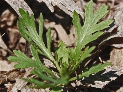 Laboratoire d'expertise et de diagnostic en phytoprotection - MAPAQ
