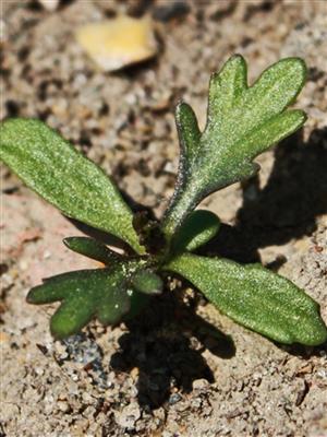 Laboratoire d'expertise et de diagnostic en phytoprotection - MAPAQ