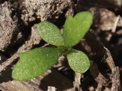 Laboratoire d'expertise et de diagnostic en phytoprotection - MAPAQ