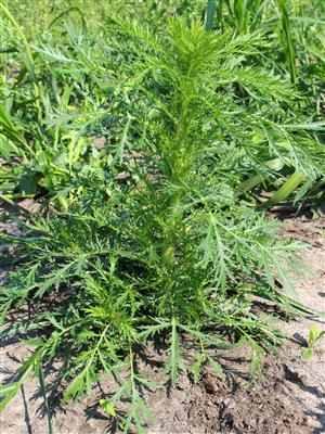 Laboratoire d'expertise et de diagnostic en phytoprotection - MAPAQ