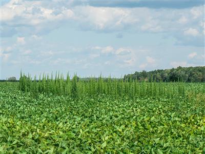 Laboratoire d'expertise et de diagnostic en phytoprotection - MAPAQ
