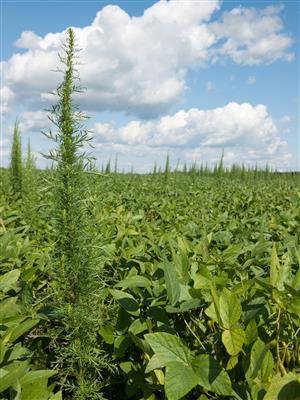 Laboratoire d'expertise et de diagnostic en phytoprotection - MAPAQ