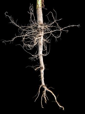 Laboratoire d'expertise et de diagnostic en phytoprotection - MAPAQ