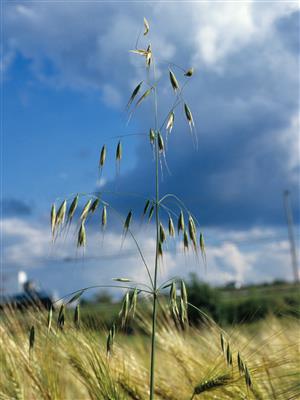 Laboratoire d'expertise et de diagnostic en phytoprotection - MAPAQ