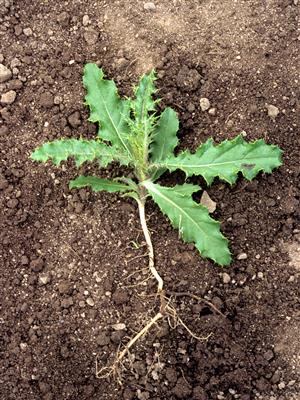 Laboratoire d'expertise et de diagnostic en phytoprotection - MAPAQ