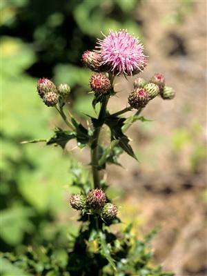 Laboratoire d'expertise et de diagnostic en phytoprotection - MAPAQ