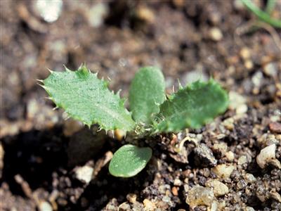 Laboratoire d'expertise et de diagnostic en phytoprotection - MAPAQ