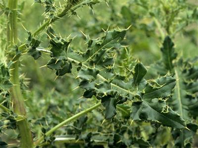 Laboratoire d'expertise et de diagnostic en phytoprotection - MAPAQ