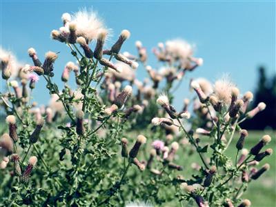 Laboratoire d'expertise et de diagnostic en phytoprotection - MAPAQ