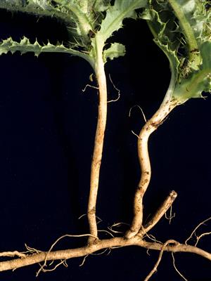 Laboratoire d'expertise et de diagnostic en phytoprotection - MAPAQ