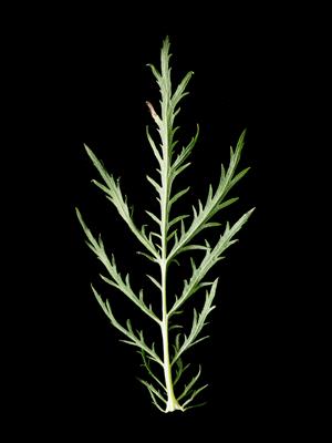 Laboratoire d'expertise et de diagnostic en phytoprotection - MAPAQ