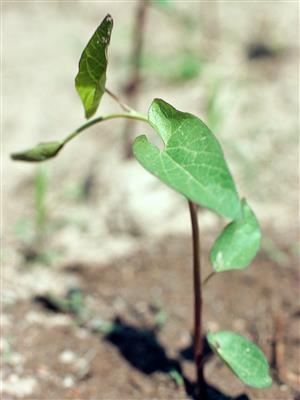 Laboratoire d'expertise et de diagnostic en phytoprotection - MAPAQ