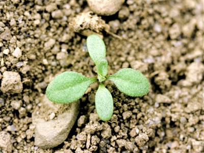 Laboratoire d'expertise et de diagnostic en phytoprotection - MAPAQ