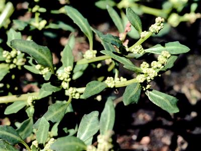 Laboratoire d'expertise et de diagnostic en phytoprotection - MAPAQ